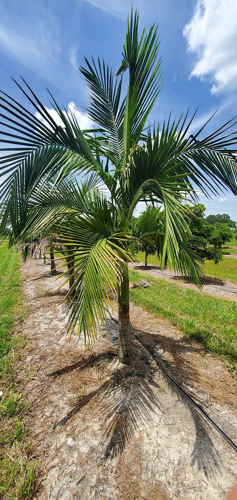 archontophoenix-cunninghamiana-piccabeen-palm