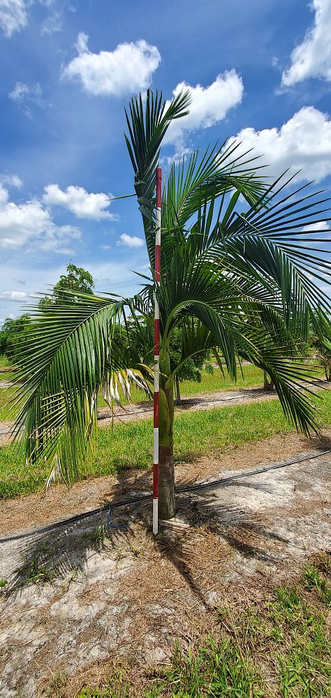 archontophoenix-cunninghamiana-piccabeen-palm