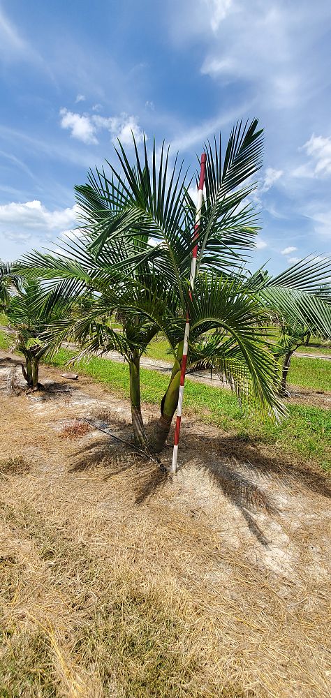 archontophoenix-cunninghamiana-piccabeen-palm