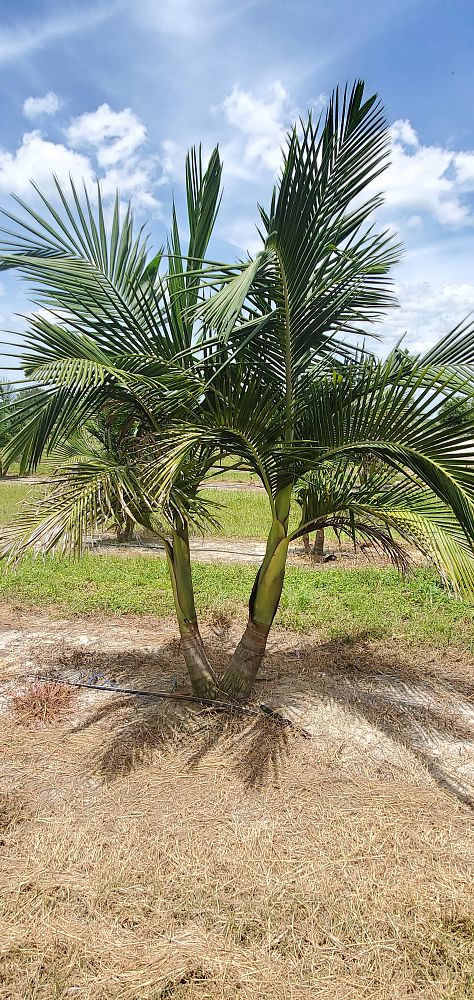 archontophoenix-cunninghamiana-piccabeen-palm