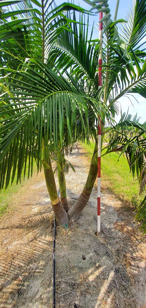 archontophoenix-cunninghamiana-piccabeen-palm