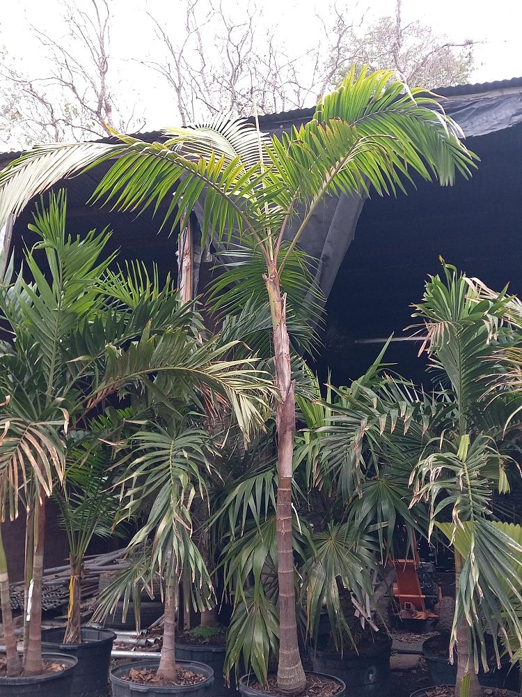 archontophoenix-cunninghamiana-piccabeen-palm