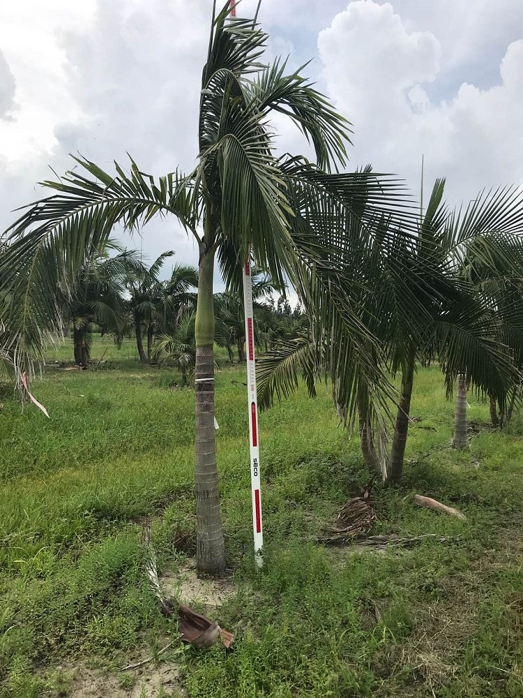 archontophoenix-cunninghamiana-piccabeen-palm