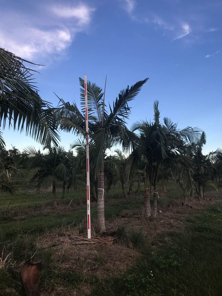archontophoenix-cunninghamiana-piccabeen-palm