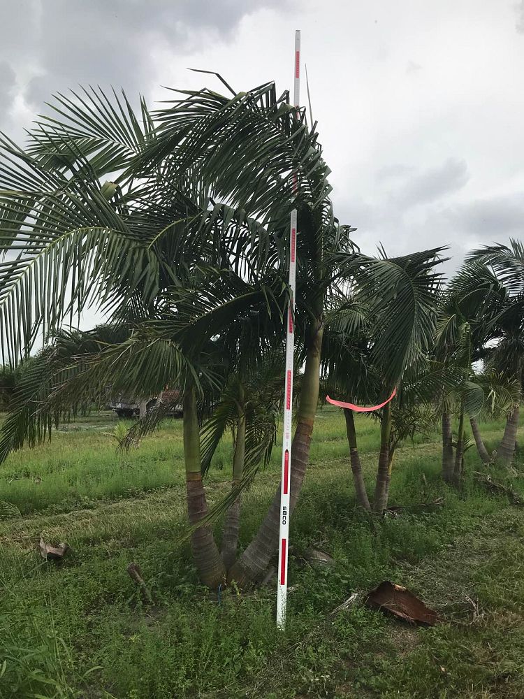 archontophoenix-cunninghamiana-piccabeen-palm