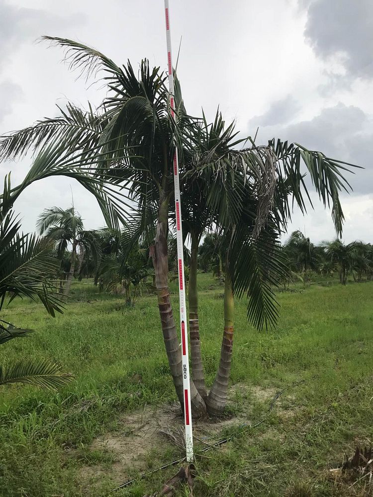archontophoenix-cunninghamiana-piccabeen-palm