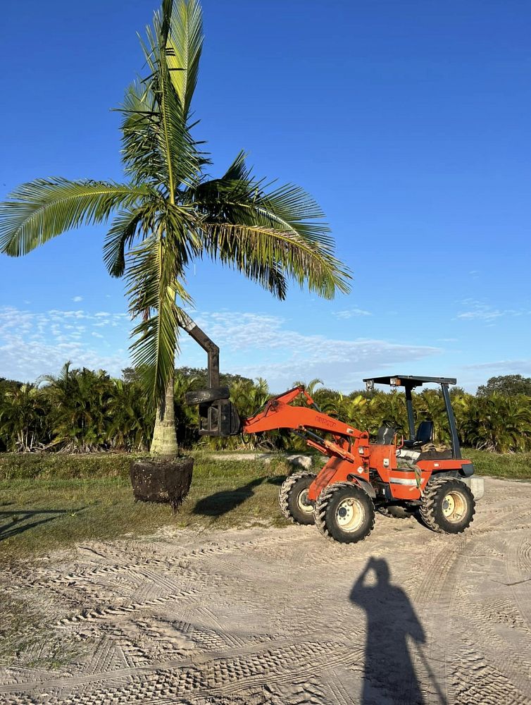 archontophoenix-cunninghamiana-piccabeen-palm
