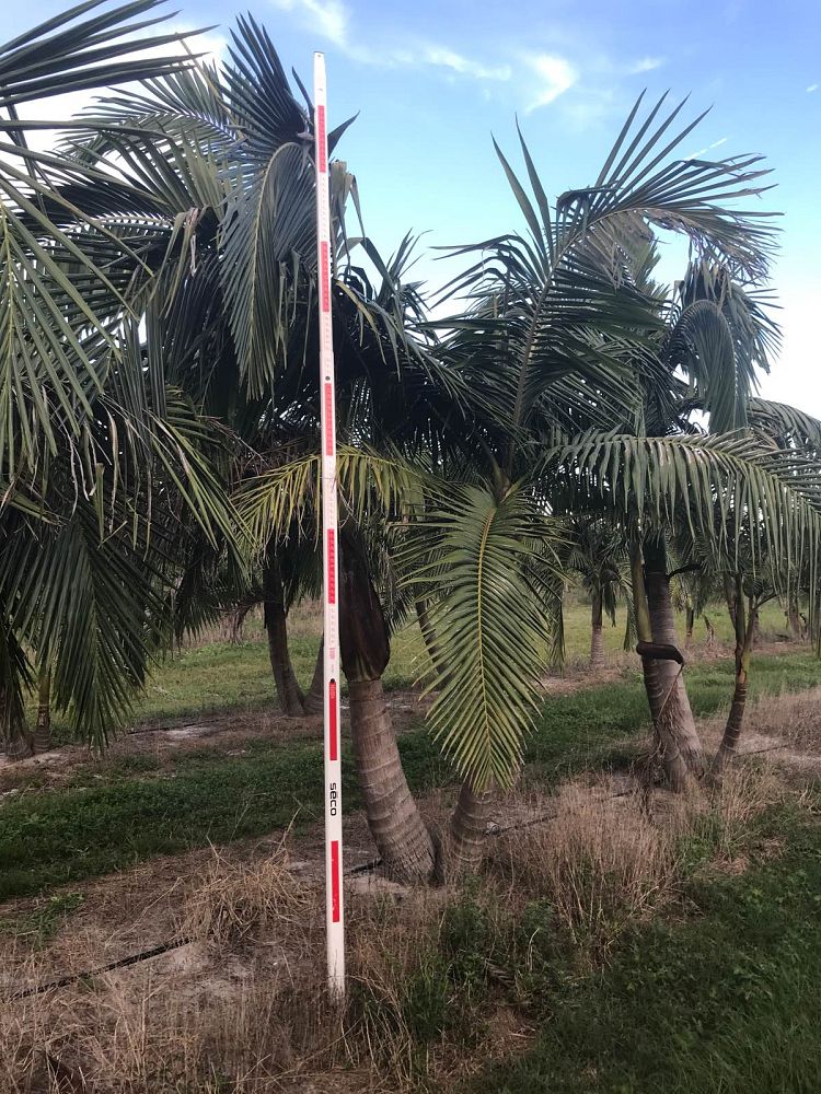 archontophoenix-cunninghamiana-piccabeen-palm