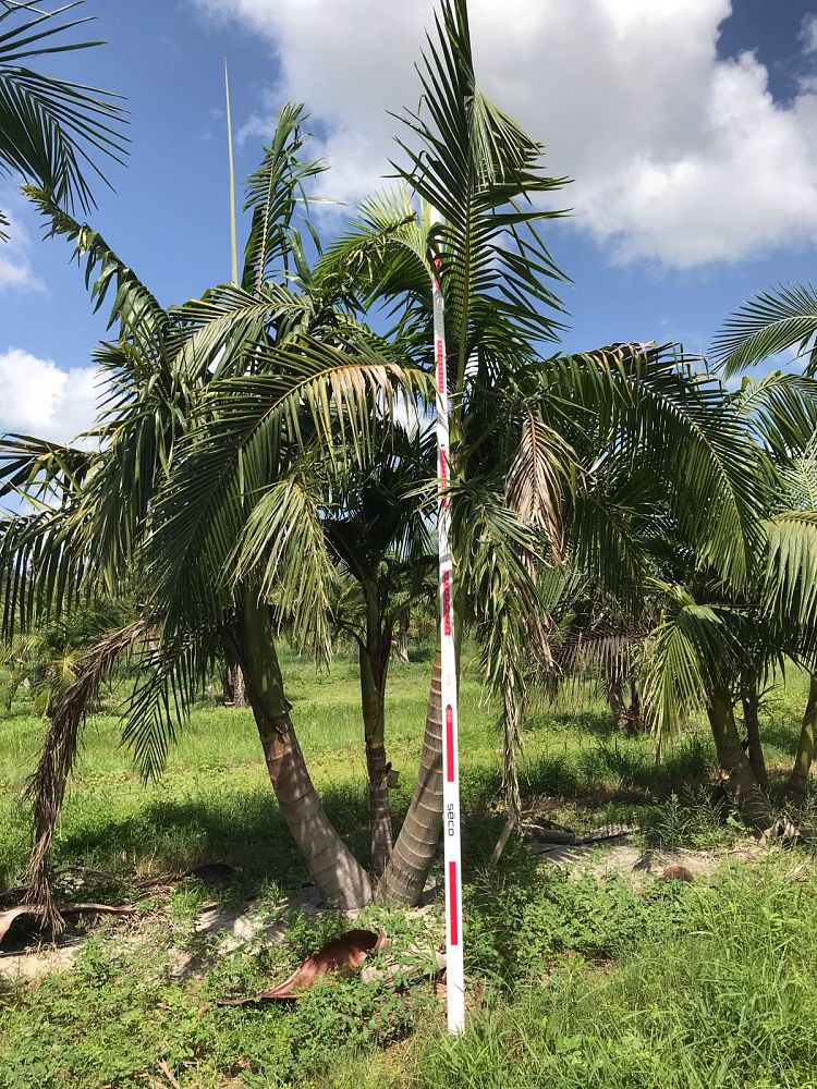 archontophoenix-cunninghamiana-piccabeen-palm