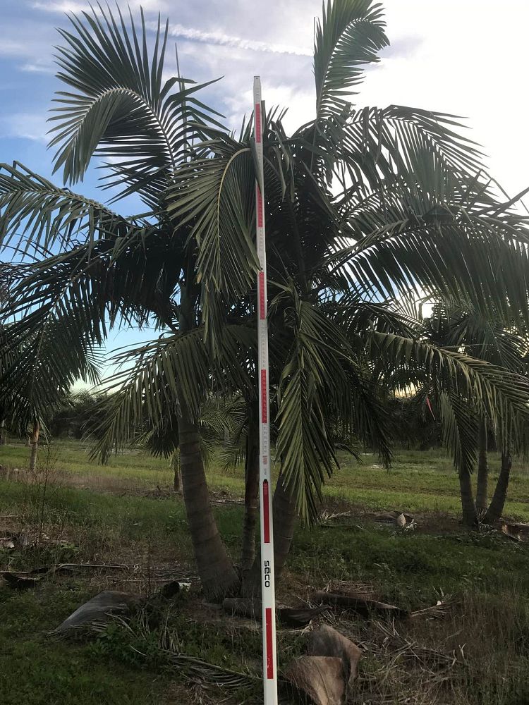 archontophoenix-cunninghamiana-piccabeen-palm