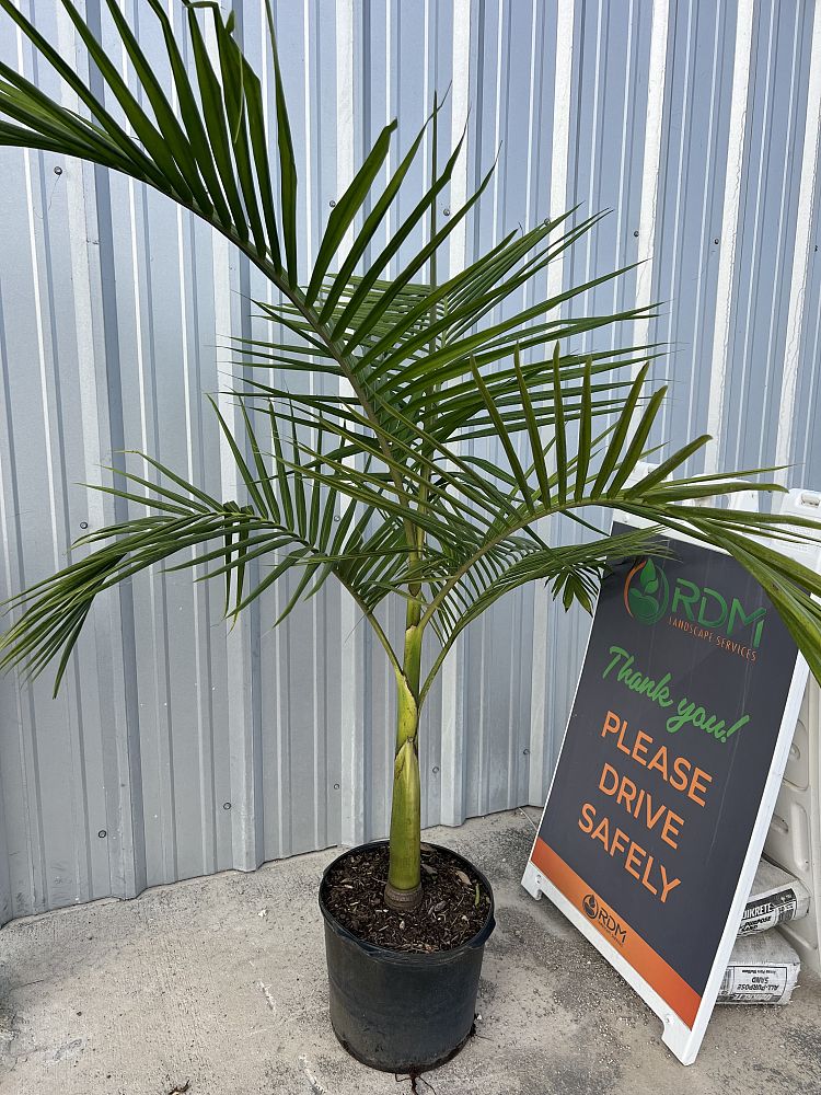 archontophoenix-cunninghamiana-piccabeen-palm