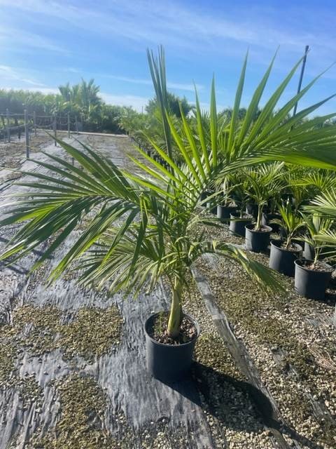 archontophoenix-cunninghamiana-piccabeen-palm