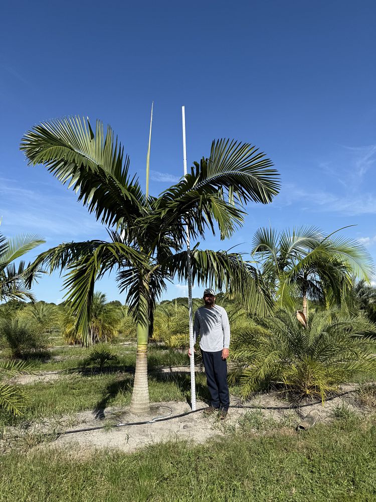 archontophoenix-cunninghamiana-piccabeen-palm