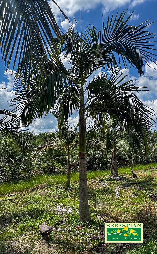archontophoenix-cunninghamiana-piccabeen-palm