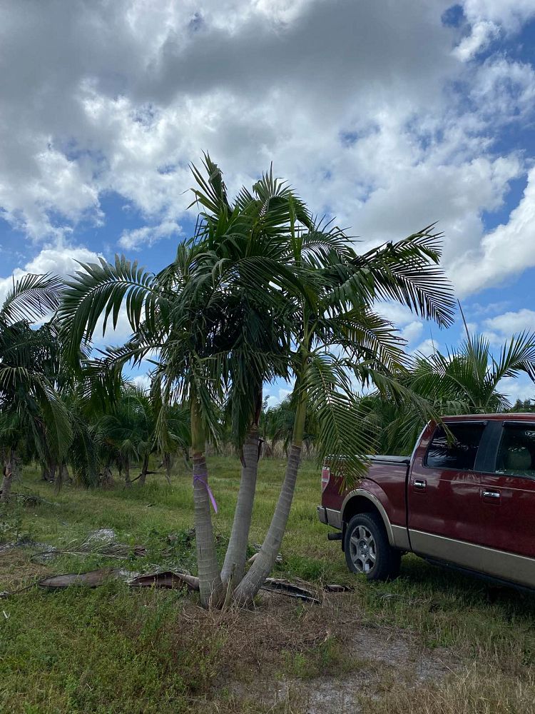 archontophoenix-cunninghamiana-piccabeen-palm