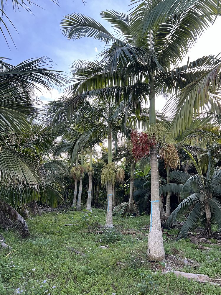 archontophoenix-maxima-walsh-river-palm