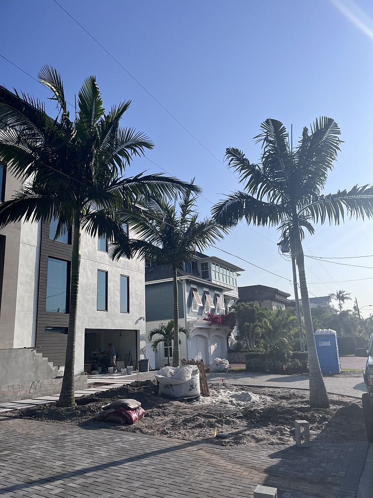 archontophoenix-maxima-walsh-river-palm