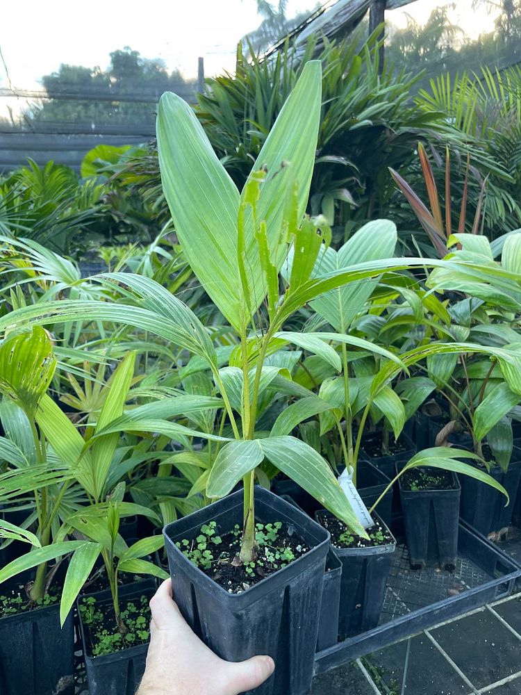 archontophoenix-purpurea-mt-lewis-king-palm