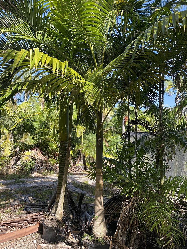 archontophoenix-purpurea-mt-lewis-king-palm