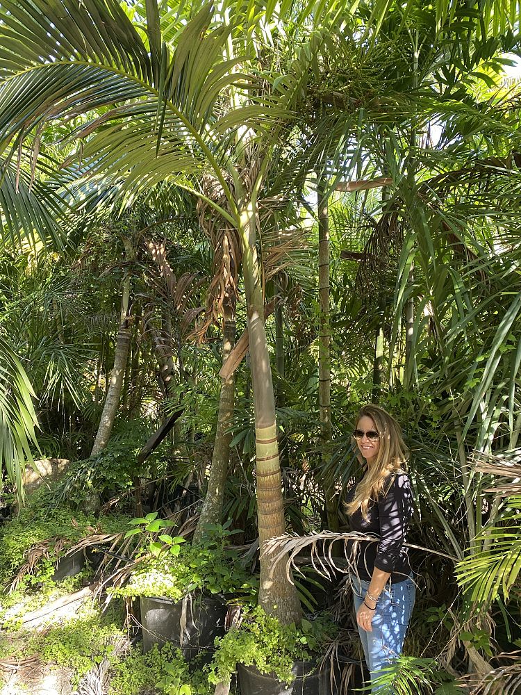 archontophoenix-purpurea-mt-lewis-king-palm