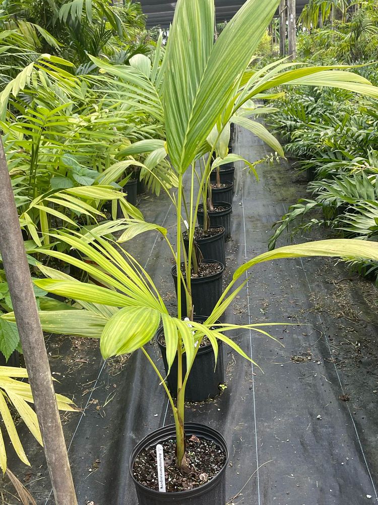 archontophoenix-purpurea-mt-lewis-king-palm
