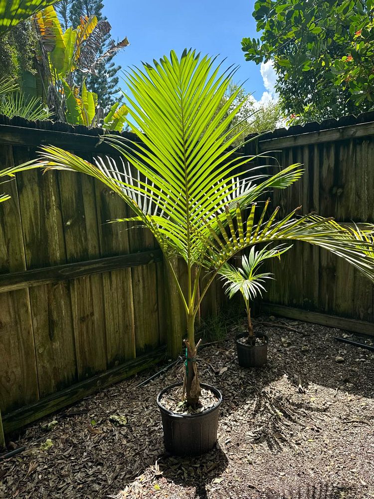 archontophoenix-purpurea-mt-lewis-king-palm