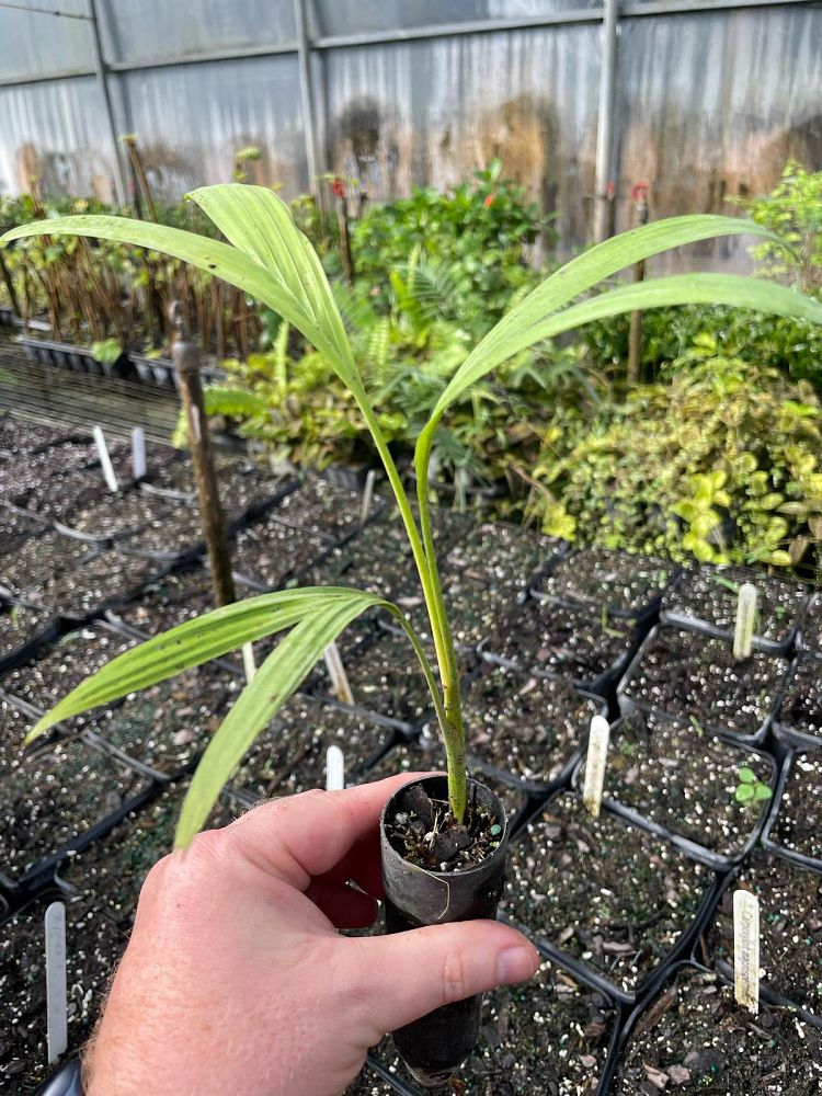 archontophoenix-tuckeri-king-palm