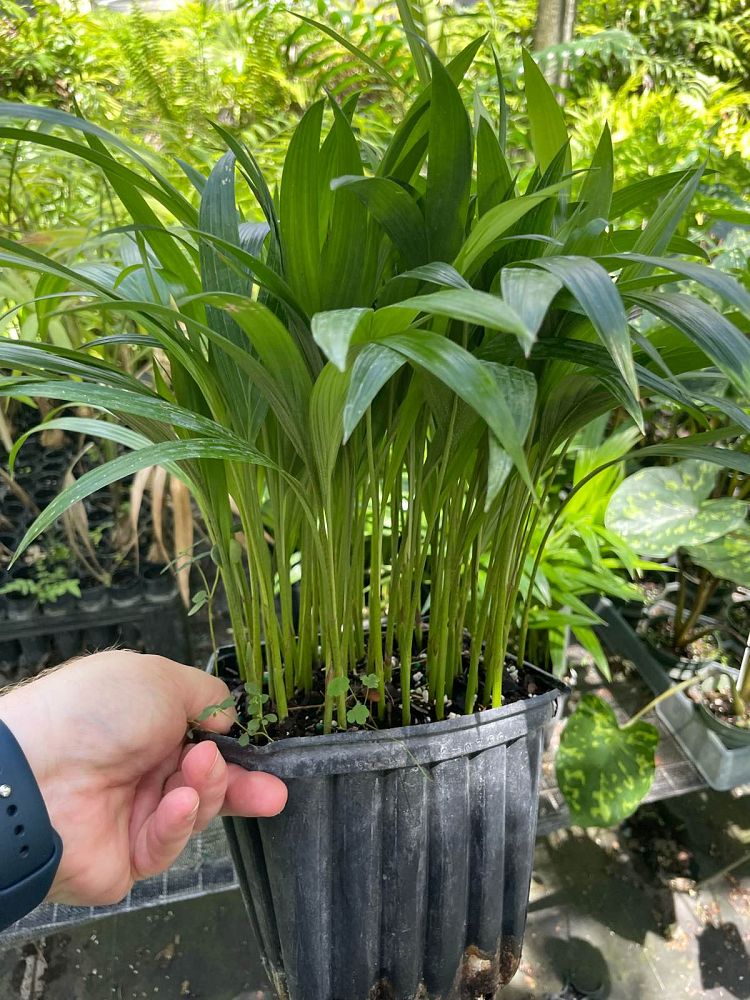 archontophoenix-tuckeri-king-palm