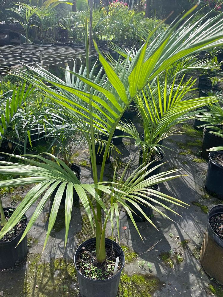archontophoenix-tuckeri-king-palm