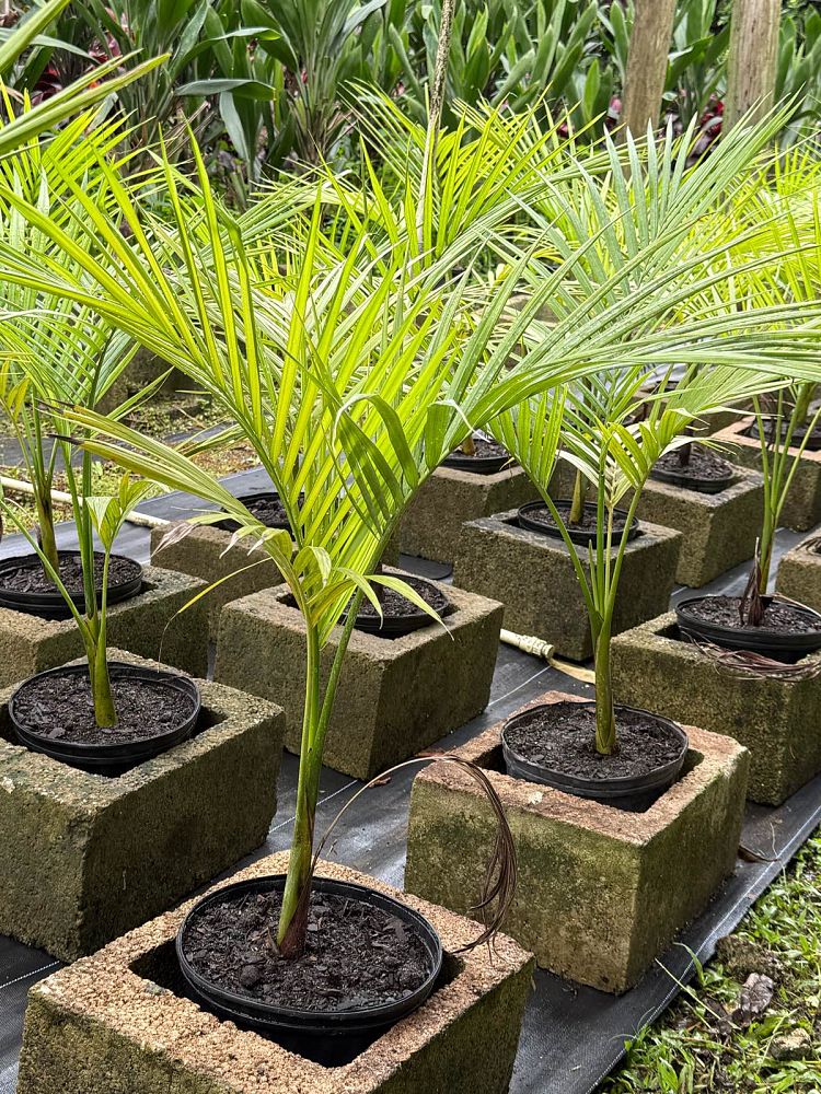archontophoenix-tuckeri-king-palm