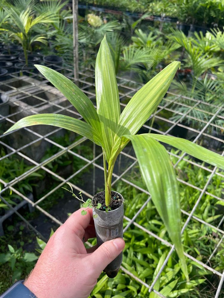 archontophoenix-tuckeri-king-palm