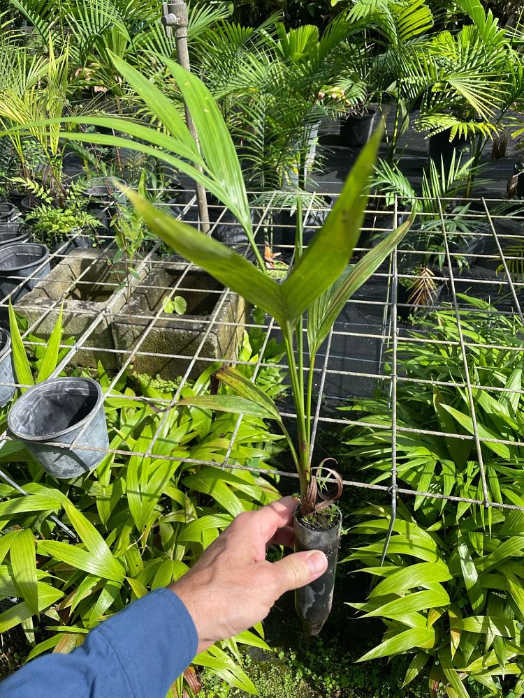 archontophoenix-tuckeri-king-palm