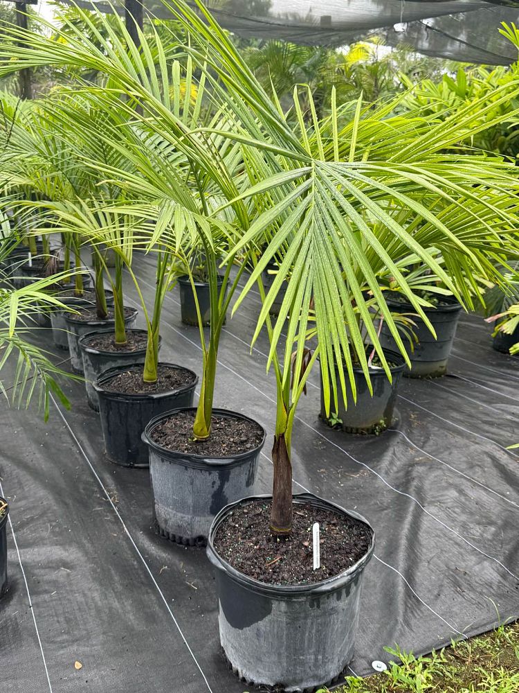 archontophoenix-tuckeri-king-palm