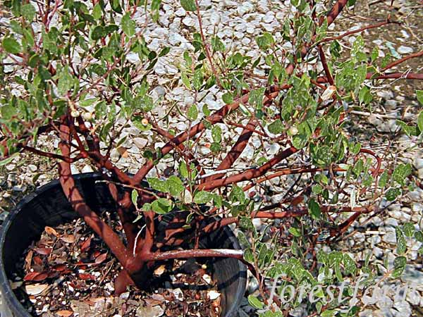 arctostaphylos-densiflora-howard-mcminn-sonoma-manzanita