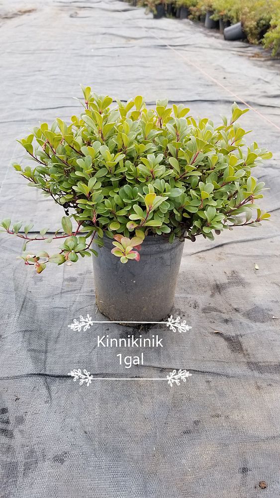 arctostaphylos-uva-ursi-common-bearberry-kinnikinnick