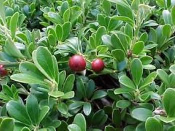 arctostaphylos-uva-ursi-massachusetts-common-bearberry