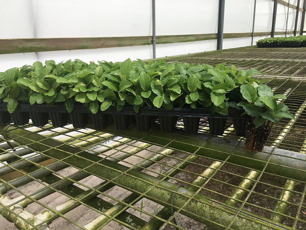 ardisia-crenata-ardisia-crenulata-coal-berry-spice-berry-christmas-berry