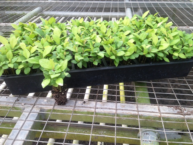 ardisia-elliptica-shoebutton-ardisia