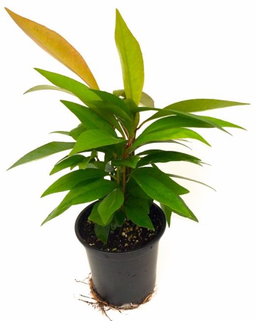 ardisia-elliptica-shoebutton-ardisia