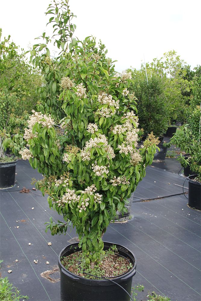ardisia-escallonioides-marlberry