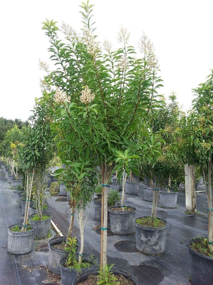 ardisia-escallonioides-marlberry