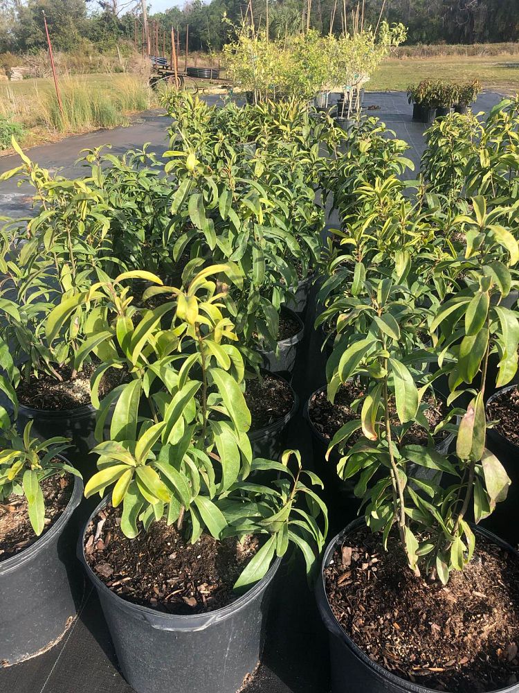 ardisia-escallonioides-marlberry