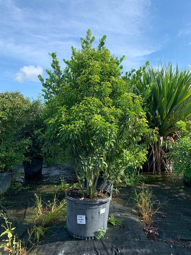 ardisia-escallonioides-marlberry