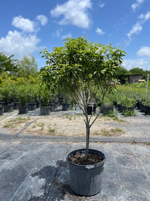 ardisia-escallonioides-marlberry