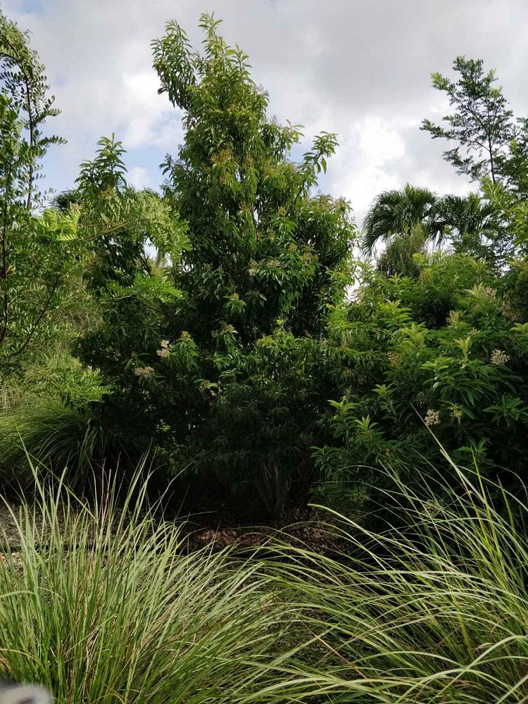 ardisia-escallonioides-marlberry