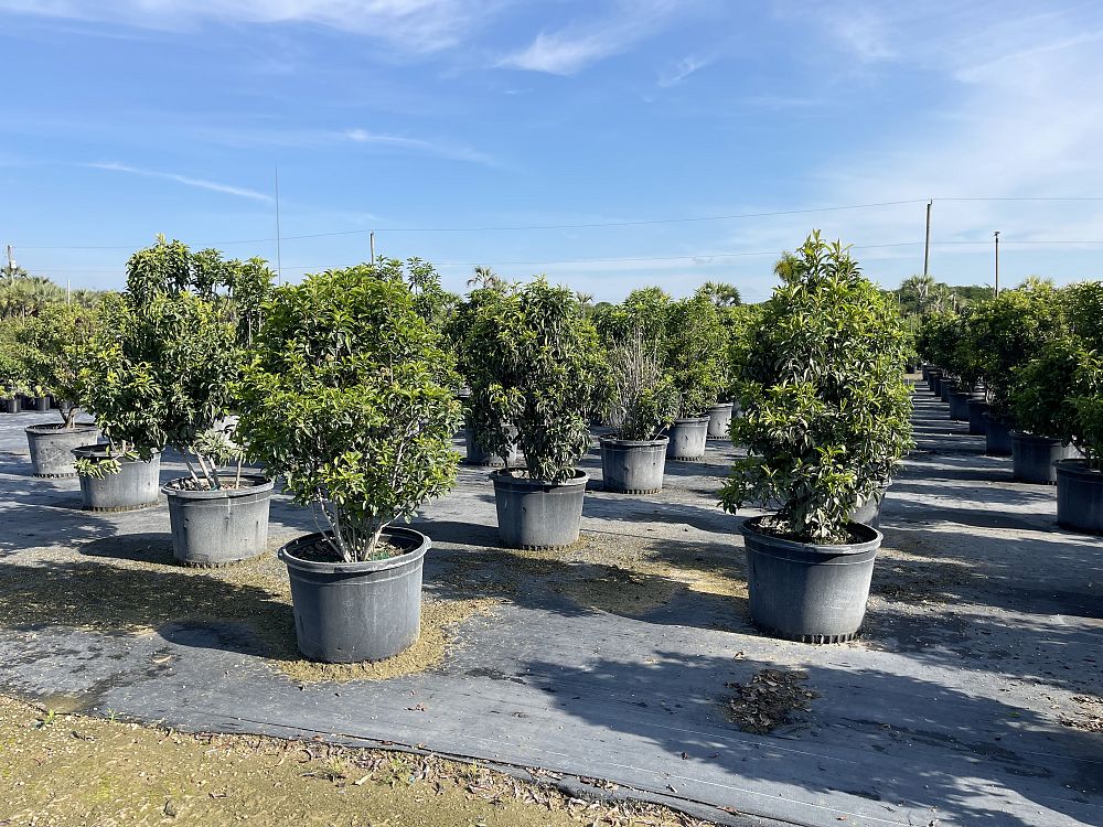 ardisia-escallonioides-marlberry