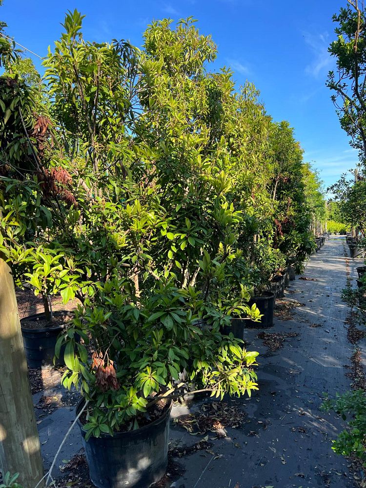 ardisia-escallonioides-marlberry