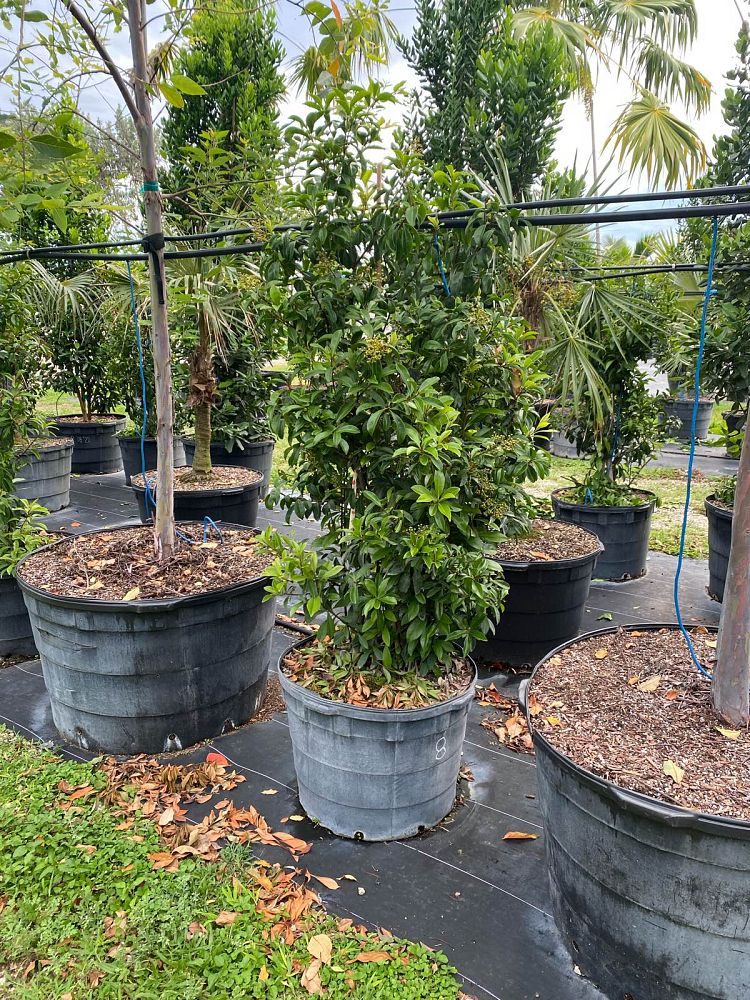 ardisia-escallonioides-marlberry