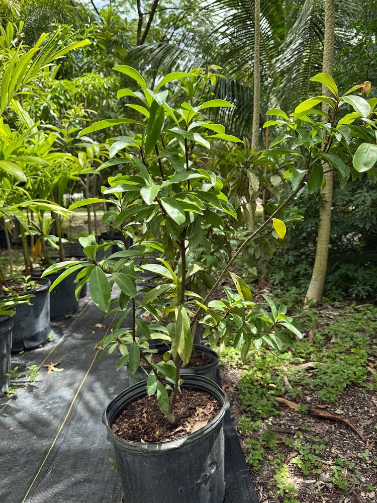 ardisia-escallonioides-marlberry