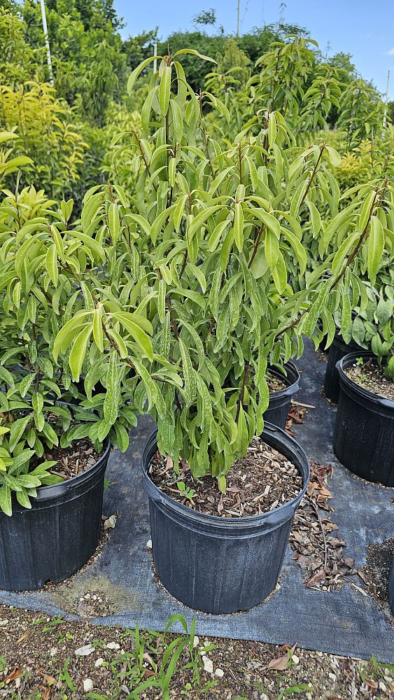 ardisia-escallonioides-marlberry